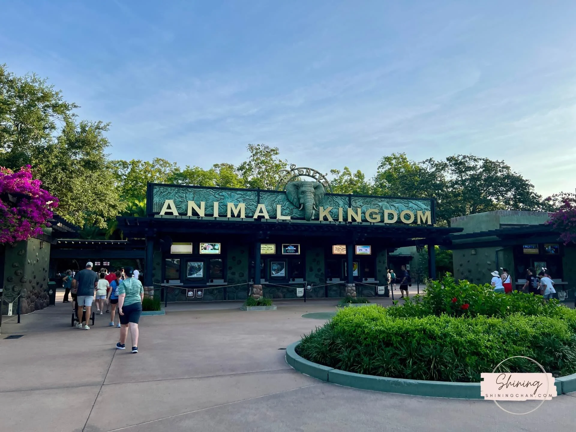Wdw Animal Kingdom