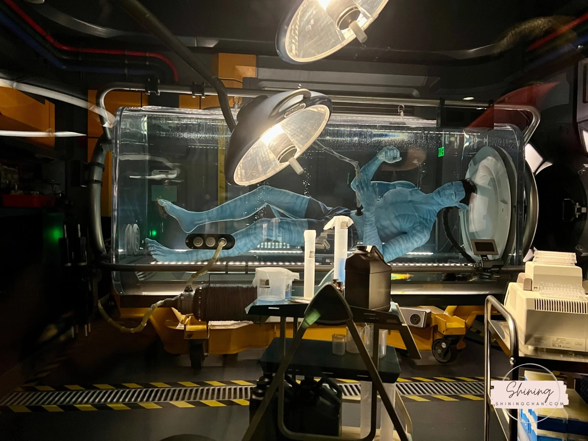 Wdw Animal Kingdom 3