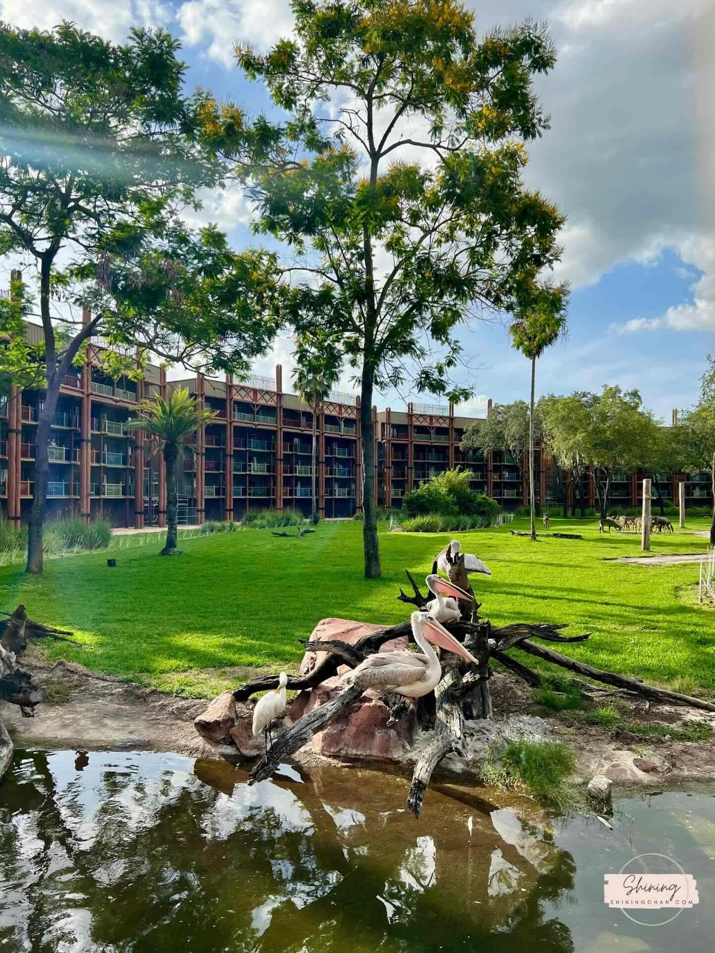 Wdw Animal Kingdom Lodge 5