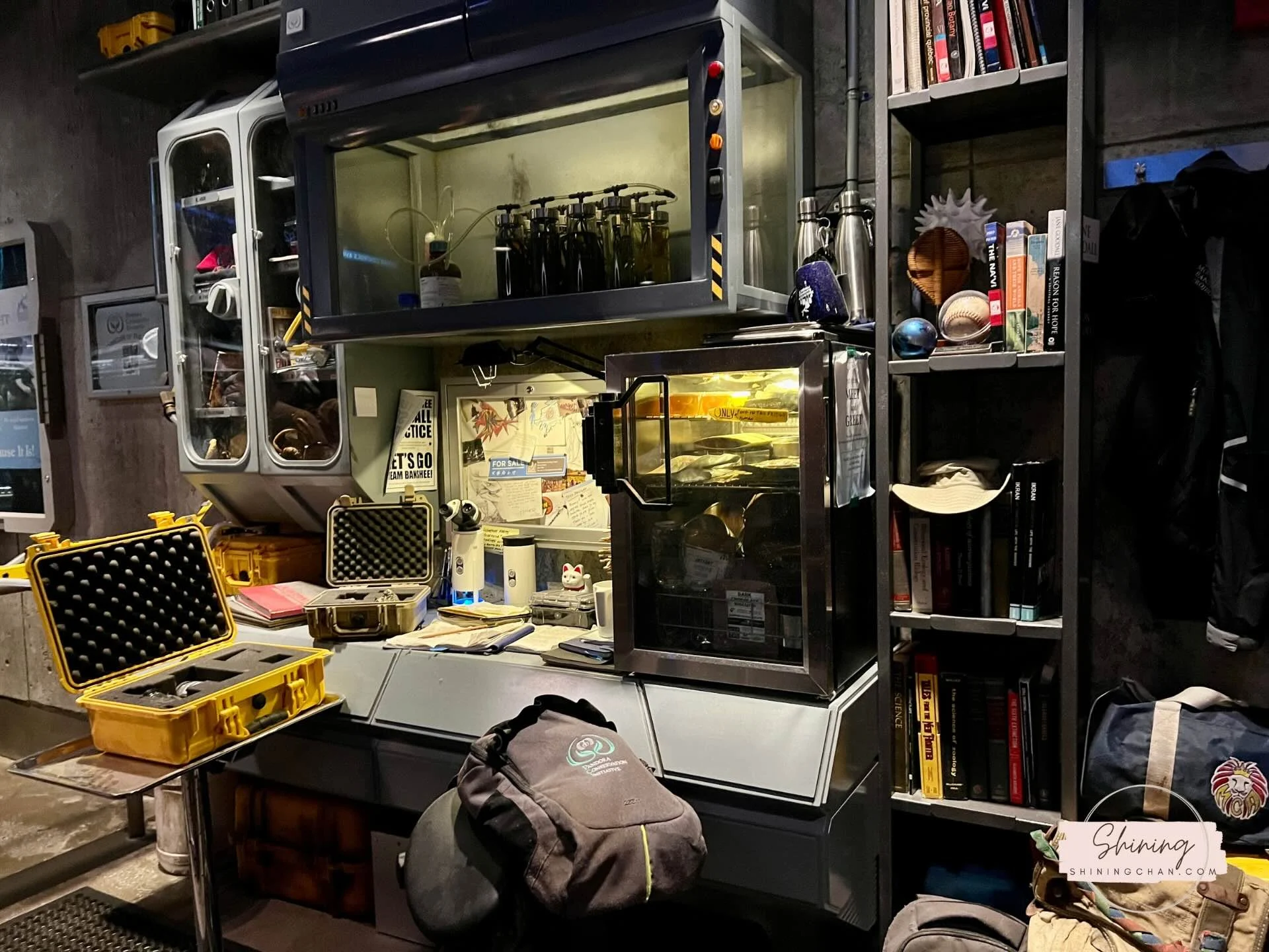 Wdw Animal Kingdom 4