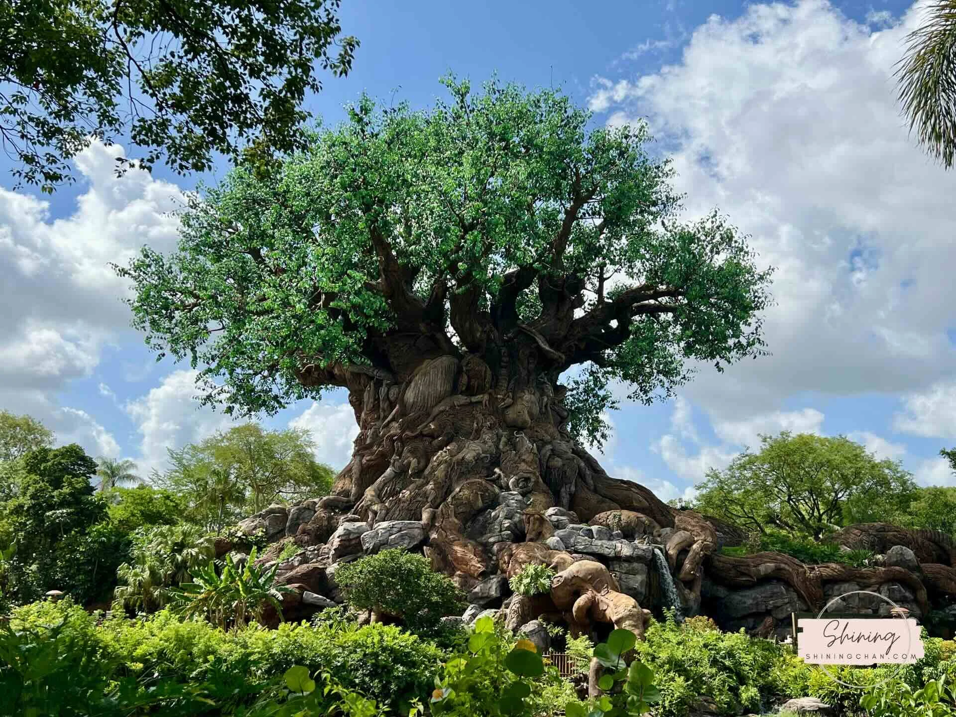 Wdw Animal Kingdom 9